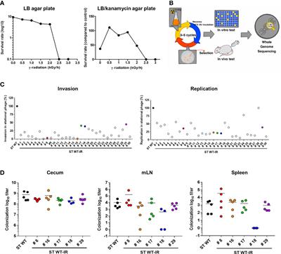 Development of Live Attenuated Salmonella Typhimurium Vaccine Strain Using Radiation Mutation Enhancement Technology (R-MET)